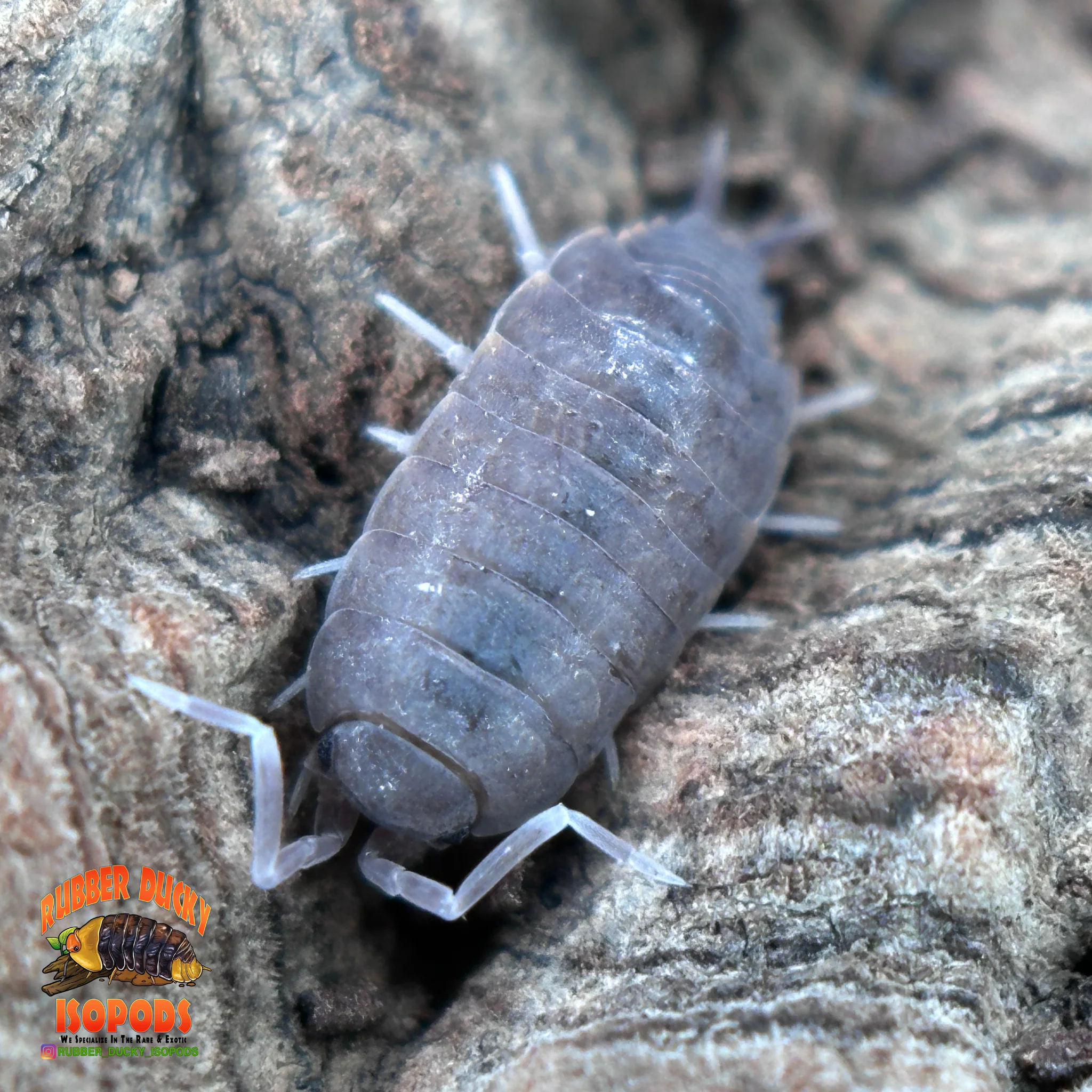 Live Isopods for Bioactive Enclosures