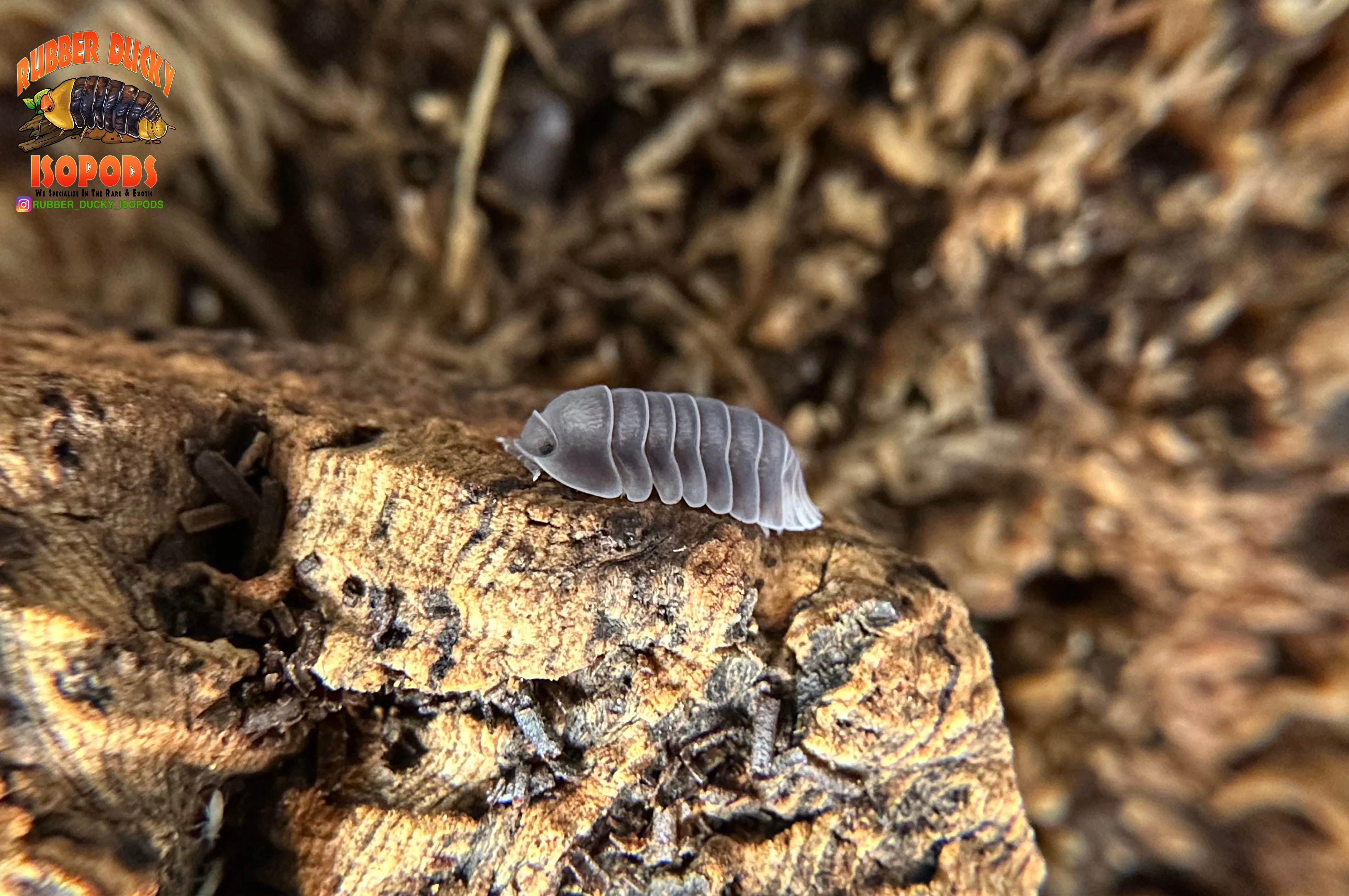 Live Isopods for Bioactive Enclosures